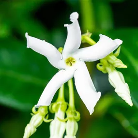 Trachelospermum jasminoides Spalier