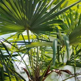 Trachycarpus fortunei Busch