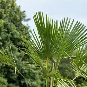 Trachycarpus fortuneii