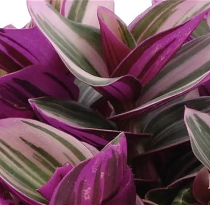 Dreimasterblume 'Nanouk'