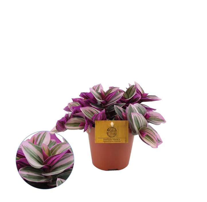 Dreimasterblume 'Nanouk'