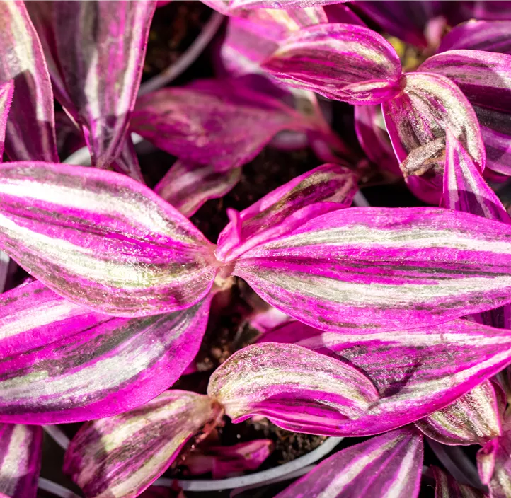 Dreimasterblume 'Pink Paradise'