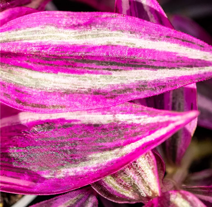 Dreimasterblume 'Pink Paradise'