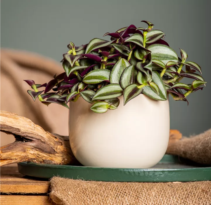 Silber-Dreimasterblume