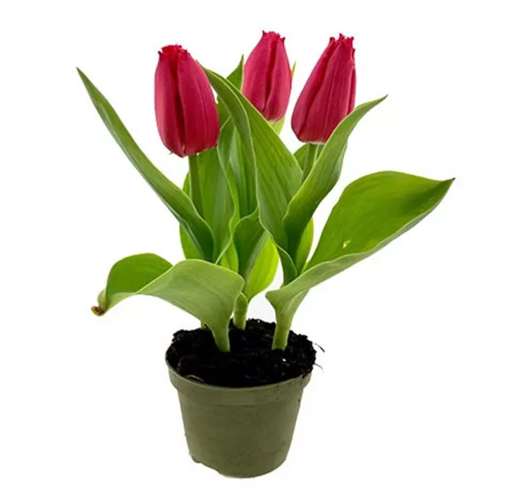Tulpe