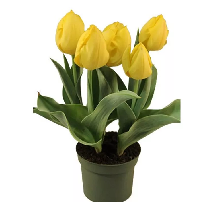 Tulpe 'Yellow Flair'