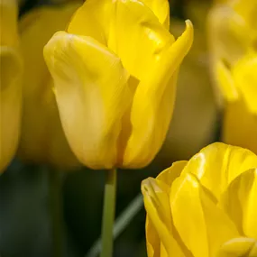 Tulipa Hybride Yellow Flair