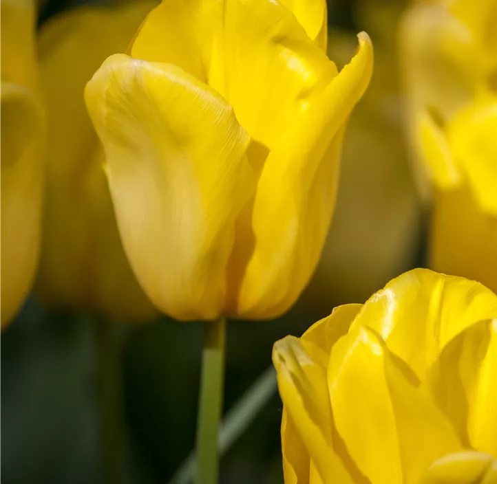 Tulpe 'Yellow Flair'