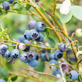 Vaccinium corymbosum Reka