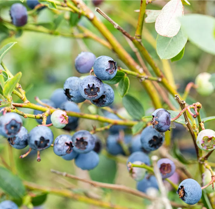 Heidelbeere 'Reka'®