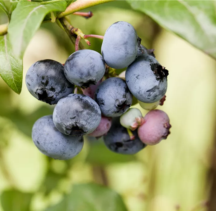 Heidelbeere 'Reka'®