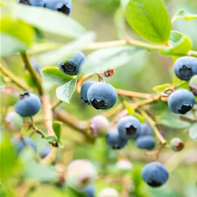 Vaccinium corymbosum Stamm