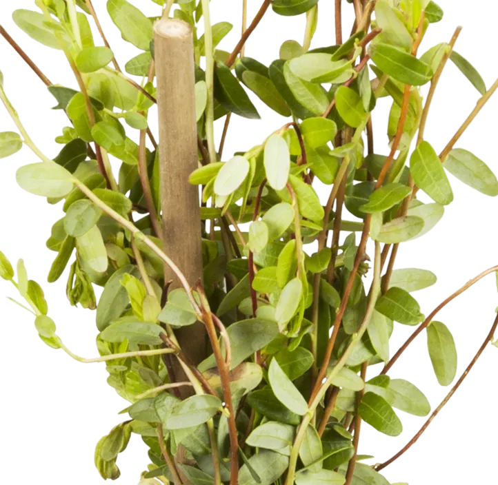 Großfrüchtige Moosbeere 'Cranberry'