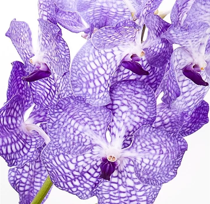 Vanda