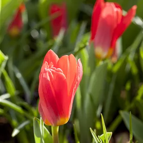 Baby Tulipa Mix