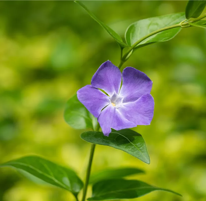 Buntblättriges Immergrün 'Variegata'