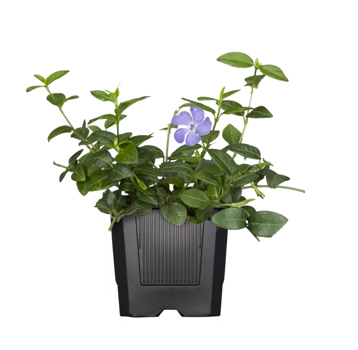 Buntblättriges Immergrün 'Variegata'