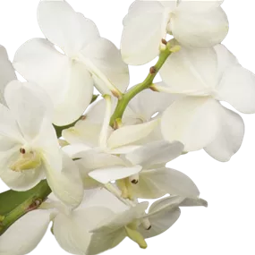 Vanda Orchidee im Glasgefäß Michelle