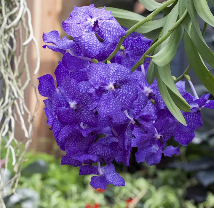 Vanda/Ascocenda