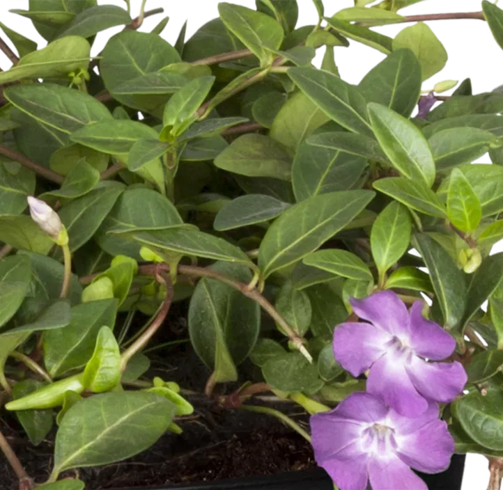 Rotblühendes Immergrün 'Atropurpurea'