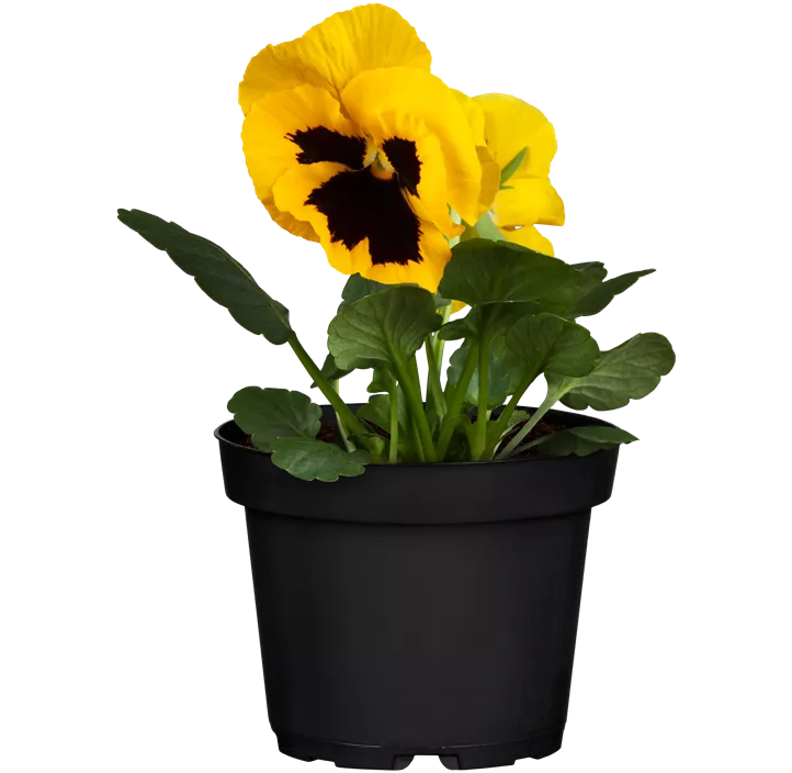 Großblütiges Garten-Stiefmütterchen