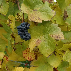 Vitis vinifera Isabella