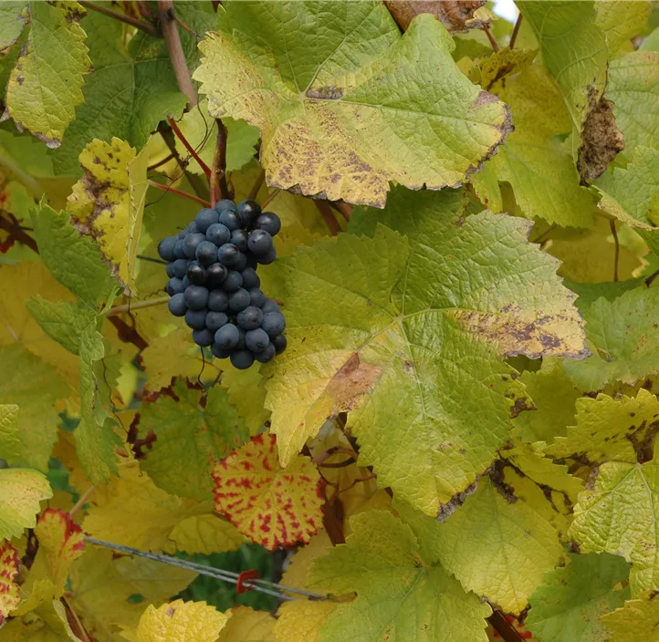 Tafeltraube 'Isabella'