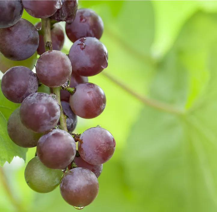 Tafeltraube 'Katharina'(s)