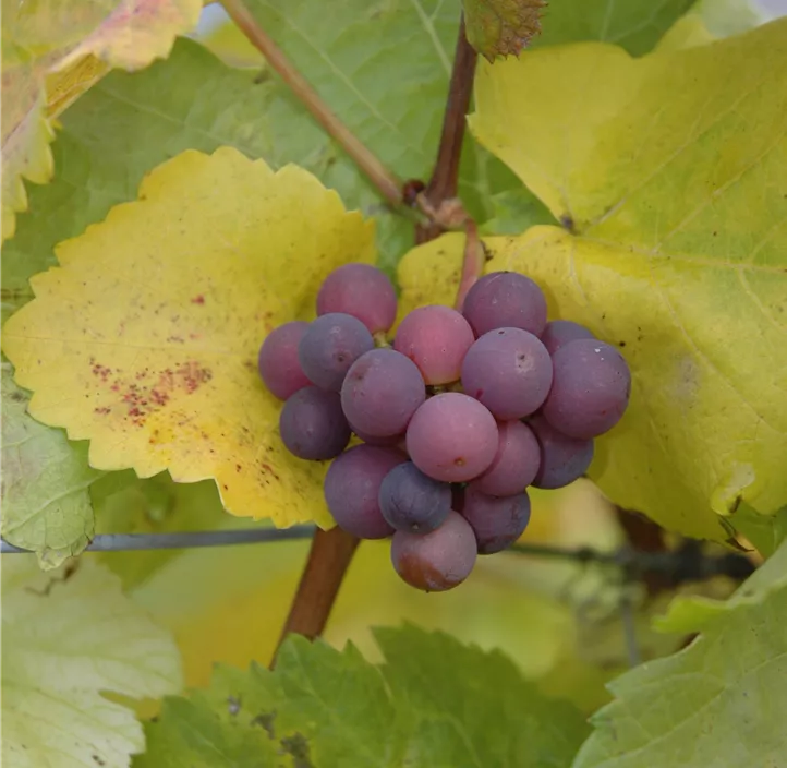 Weinrebe 'Suffolk Red'