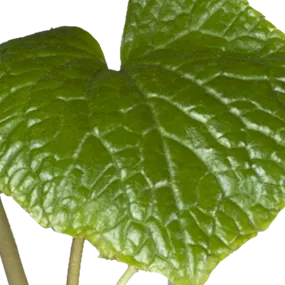 Wasabia japonica Mephisto Green