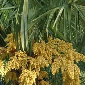 Washingtonia robusta