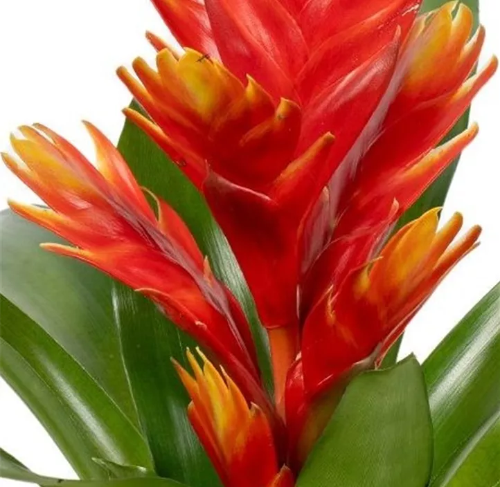 Vriesea 'Intenso Peach Orange'