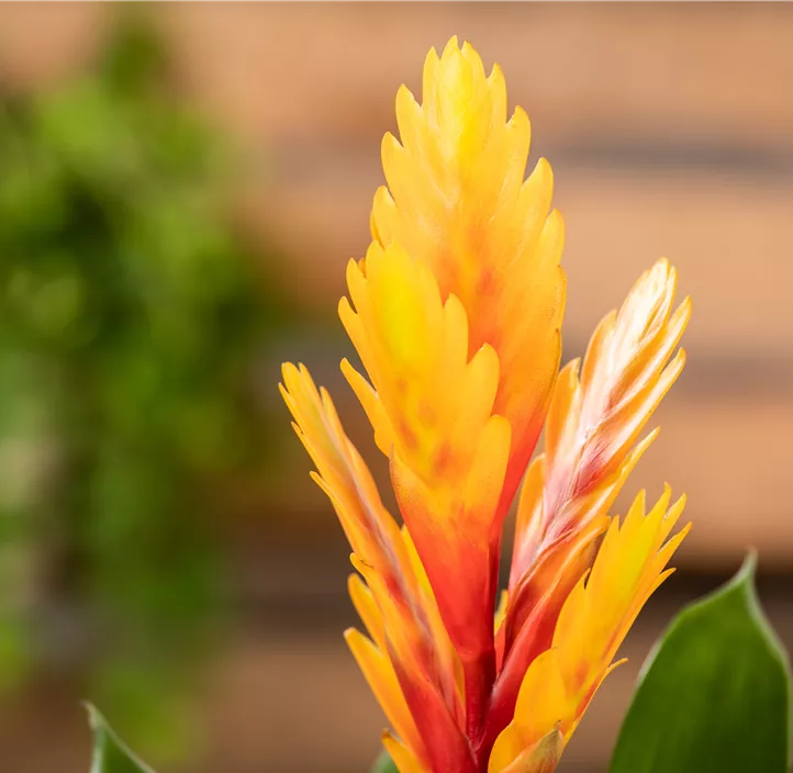 Flammendes Schwert 'Intenso Yellow'