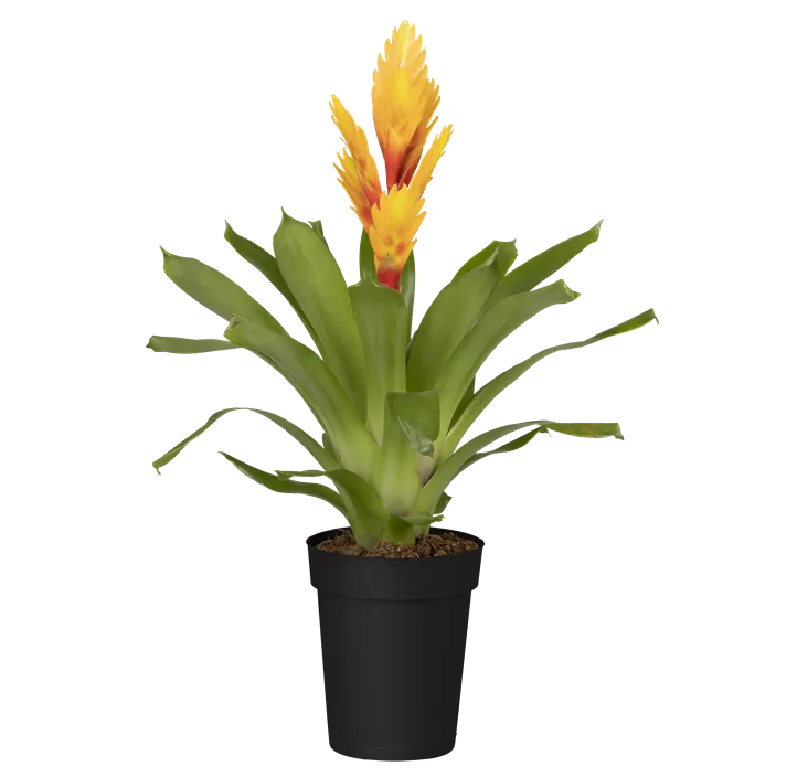 Flammendes Schwert 'Intenso Yellow'