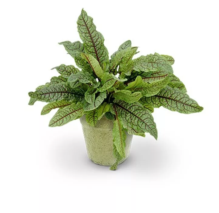 Wildkräuter kompostierbar