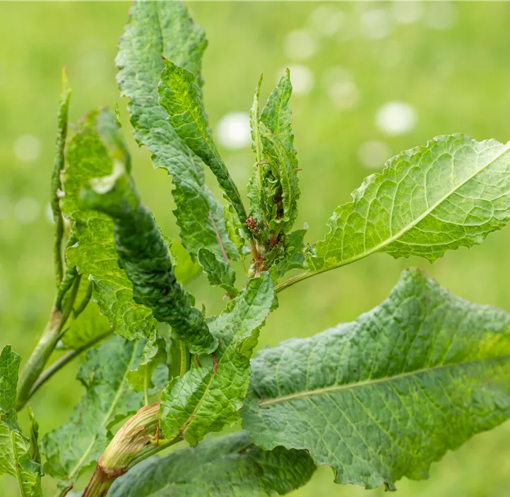Wildkräuter kompostierbar