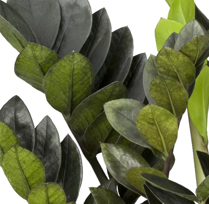 Glücksfeder 'Raven'