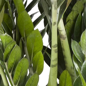 Zamioculcas Super Nova