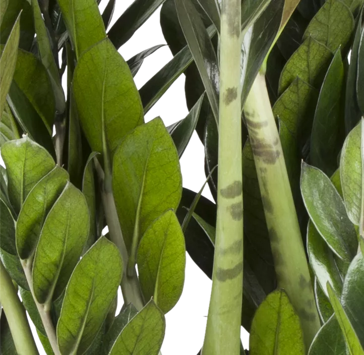 Glücksfeder 'Super Nova'