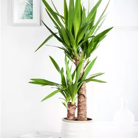 Yucca elephantipes 2-stämmig