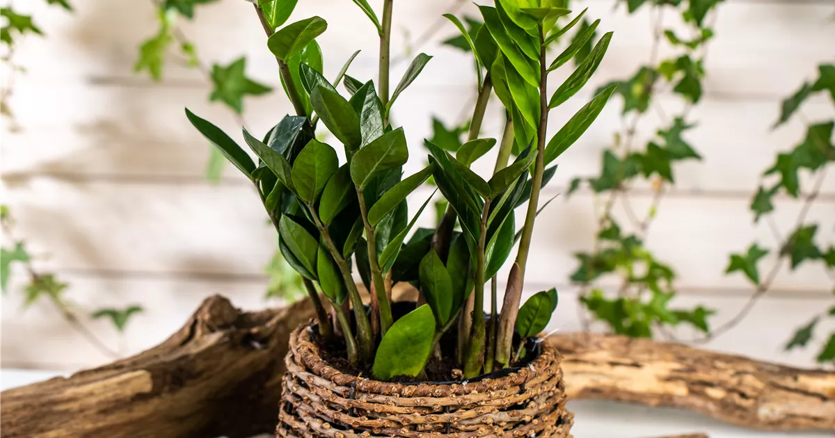 Zamioculcas zamiifol., Glcks-Feder - Bellaflora