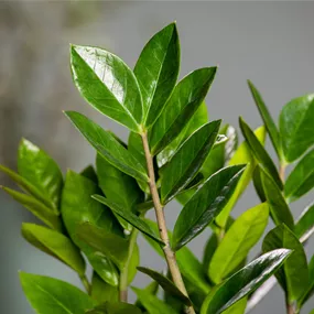 Zamioculcas zamiifolia XXL