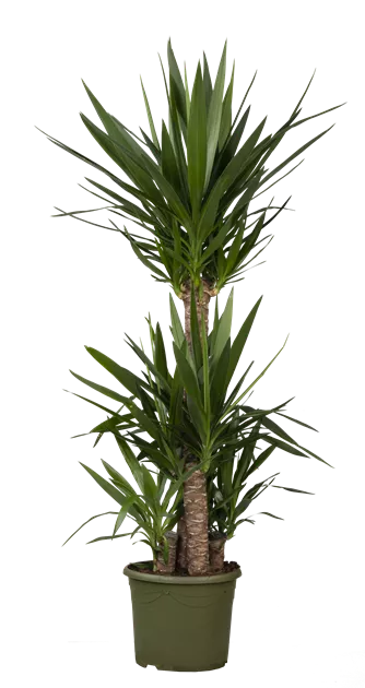 Yucca elephantipes 4-stmmig, Riesen-Palmlilie - Bellaflora