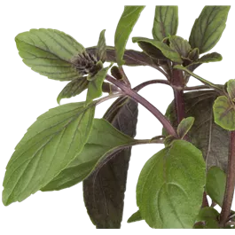 Ocimum basilicum