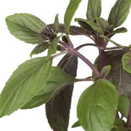 Ocimum basilicum