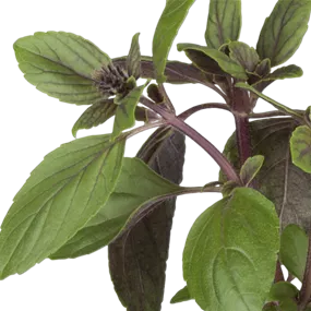 Ocimum basilicum