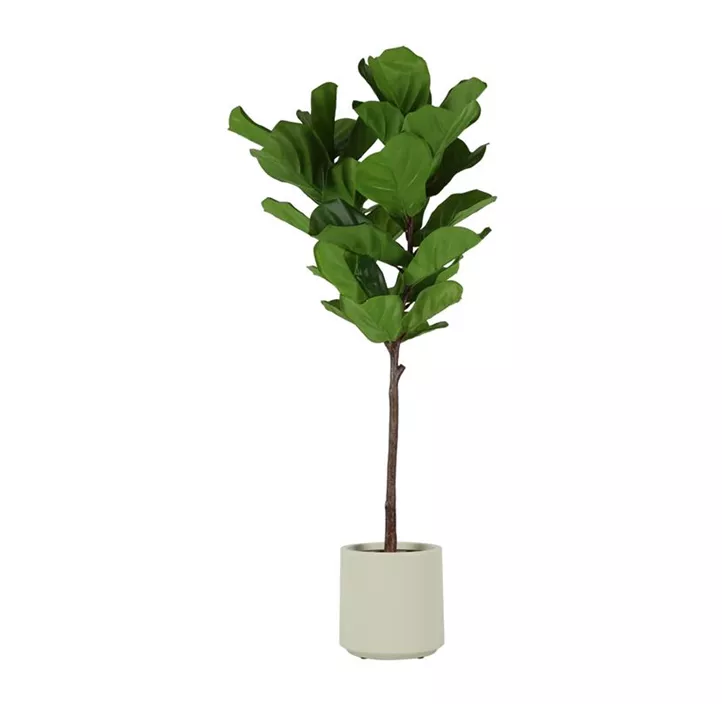 Ficus Lyrata im Topf