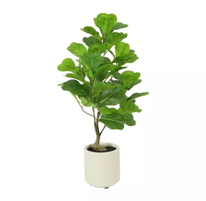 Ficus Lyrata im Topf
