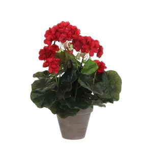 Geranium im Topf