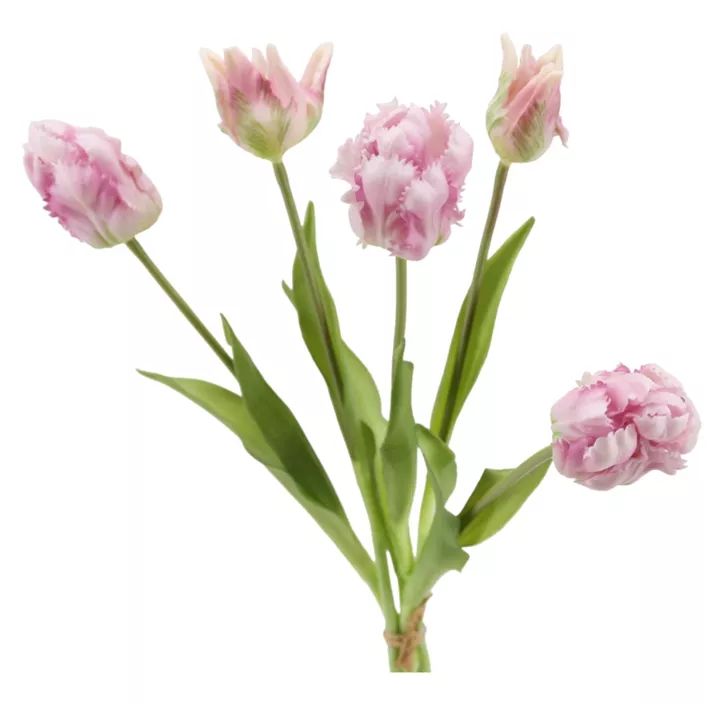 Papageientulpe Bund soft touch